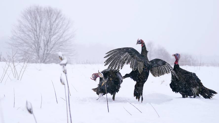 Wild turkeys tangle during a snow storm  Jan. 7, 2022, in East Derry.