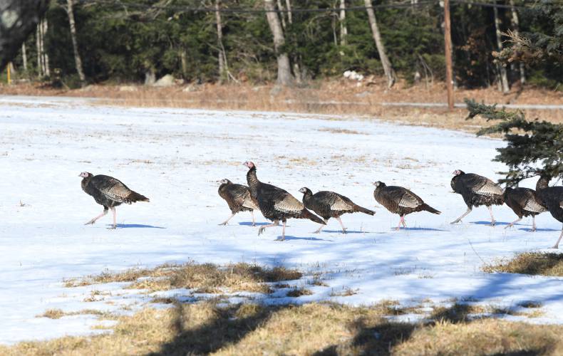 A flock of wild turkeys traverses a field in Orange, Massachusetts, on a brisk winter's day.