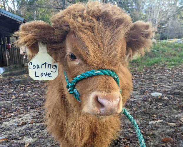Calves have tantrums, too. Courtney Love will throw herself on the ground when she's tired of training.