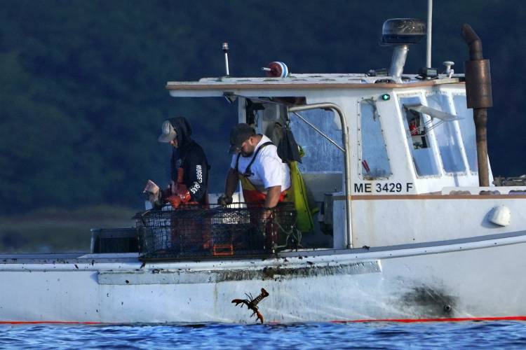 FILE - A lobster fisherman drops an undersized lobster into the water while fishing Thursday, Sept. 8, 2022, off of Kennebunkport, Maine. A group of lobster fishermen has sued fishing regulators with a claim that new electronic monitoring requirements designed to protect rare whales are unconstitutional. (AP Phot6o/Robert F. Bukaty, File)