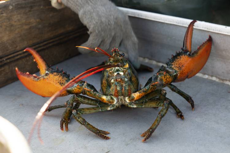 FILE - A lobster rears its claws after being caught off Spruce Head, Maine, Aug. 31, 2021. A group of lobster fishermen has sued fishing regulators with a claim that new electronic monitoring requirements designed to protect rare whales are unconstitutional. (AP Photo/Robert F. Bukaty, File)