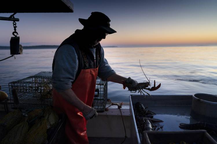 FILE - Max Oliver moves a lobster to the banding table aboard his boat while fishing off Spruce Head, Maine, on Aug. 31, 2021. A group of lobster fishermen has sued fishing regulators with a claim that new electronic monitoring requirements designed to protect rare whales are unconstitutional. (AP Photo/Robert F. Bukaty, File)