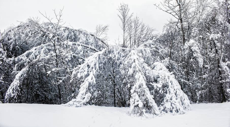 Heavy, wet snow bends the branches of the trees off of Route 3 in Bow on Tuesday, January 30, 2024. The recent rain of Sunday and then the snow that night caused the branches to be weighted down.