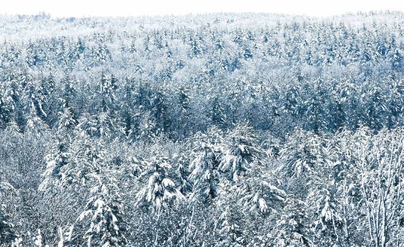 Heavy, wet snow bends the branches of the trees off Route 106 in Concord on Tuesday, January 30, 2024. The recent rain of Sunday and then the snow that night caused the branches to be weighted down.