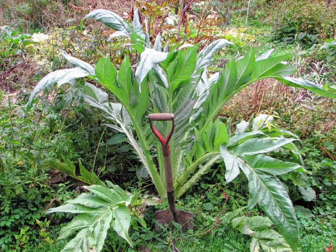 Cardoon with one of my shovels for a size comparison.