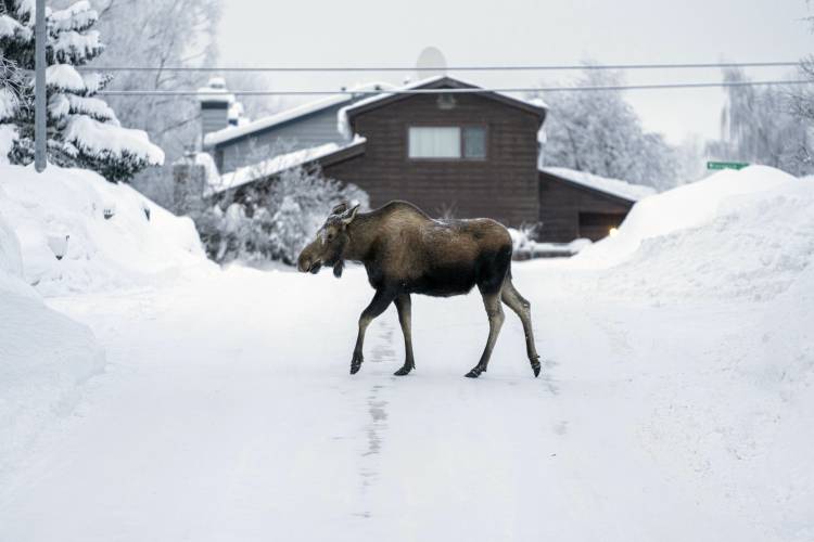 A moose crosses a residential street in the snow in Turnagain, Alaska, on Thursday, Feb. 1.