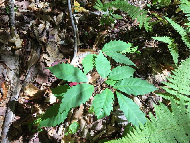 An American chestnut tree seedling. (Courtesy of the Upper Valley Land Trust)