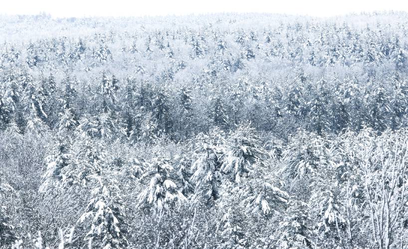 Heavy, wet snow bends the branches of the trees off of Route 106 in Concord on Tuesday, January 30, 2024. The recent rain of Sunday and then the snow that night caused the branches to weighted down.