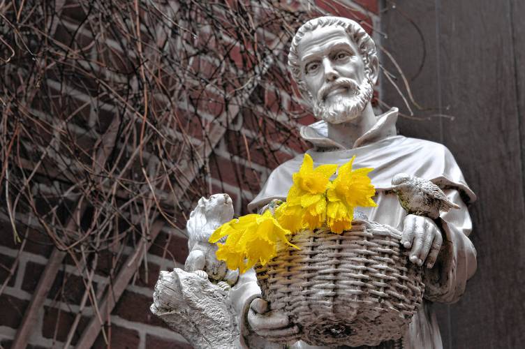 The St. Francis of Assisi statue is seen outside the rectory of the St. Mary of Assumption Church on Elm Street in Northampton.