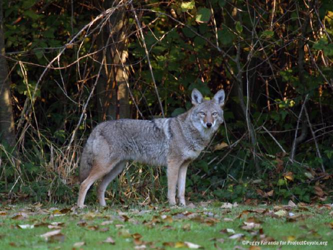 A coyote spotted visiting a backyard.