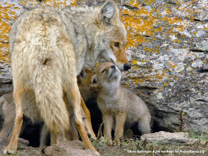 The debate over coyote hunting regulations returns regularly to the state Legislature and Fish and Game Commission.