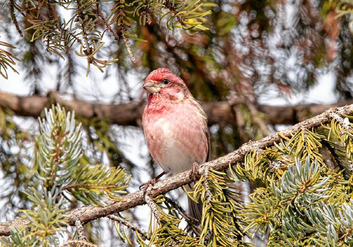 Purple finch.