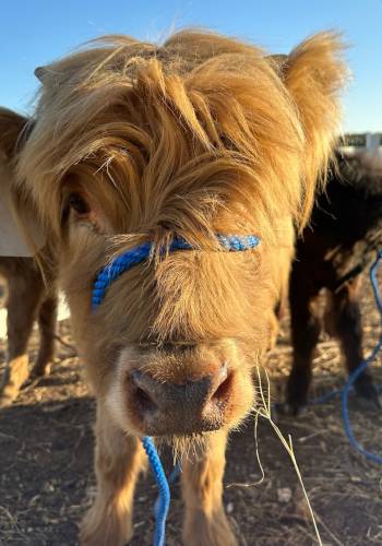 Miles Smith Farm Scottish Highland calf Clarabelle (formerly known as Rosemary Lynn) is now living a life of luxury in Miami with her two siblings. Two weeks ago, Carole and Bruce transported a group of three lucky calves to Berry Farm, where they get unlimited vegetables to munch on and lots of love from farm visitors.
